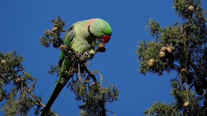 İskender papağanı