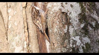 Bahçe tırmaşıkkuşu