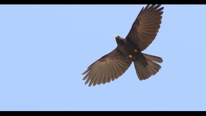 Sarıgagalı dağ kargası