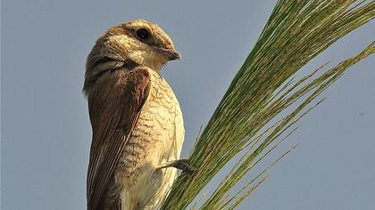 Kızılsırtlı örümcekkuşu