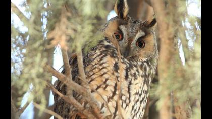 Kulaklı orman baykuşu