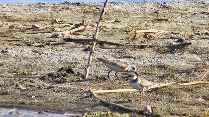 Halkalı küçük cılıbıt