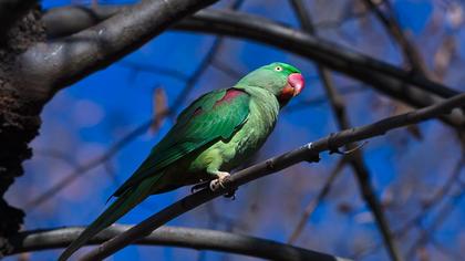 İskender papağanı
