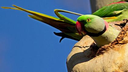 İskender papağanı