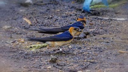 Kızıl kırlangıç