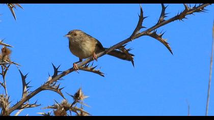 Dikkuyruklu ötleğen