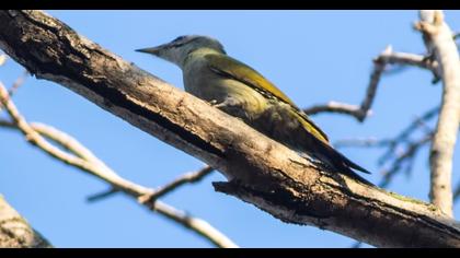 Küçük yeşil ağaçkakan