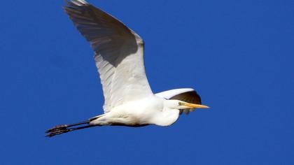 Büyük ak balıkçıl