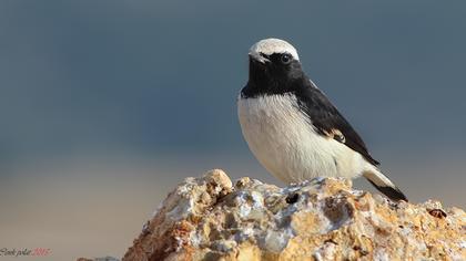 Aksırtlı kuyrukkakan