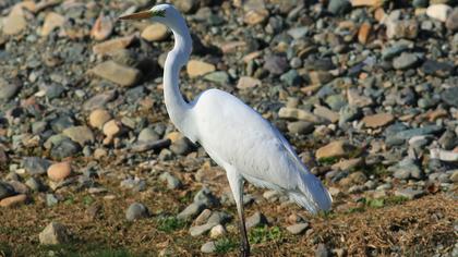 Büyük ak balıkçıl