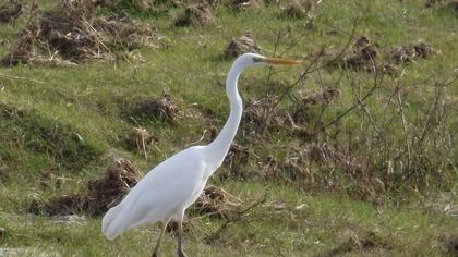 Büyük ak balıkçıl