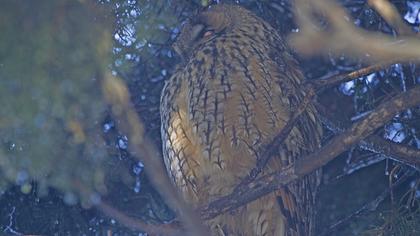 Kulaklı orman baykuşu