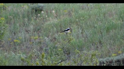 Karakulaklı kuyrukkakan