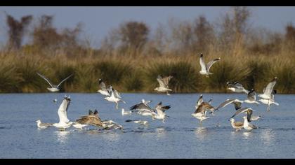 Küçük gümüş martı
