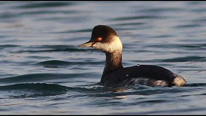 Karaboyunlu batağan