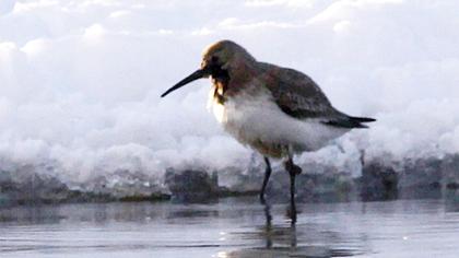 Karakarınlı kumkuşu
