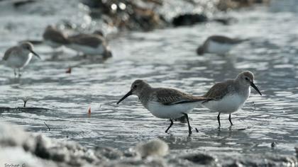 Karakarınlı kumkuşu
