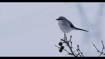 Büyük örümcekkuşu
