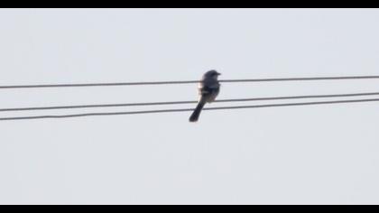 Büyük örümcekkuşu