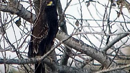 Büyük orman kartalı