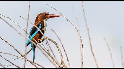 İzmir yalıçapkını
