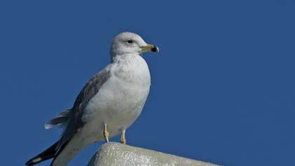 Van gölü martısı
