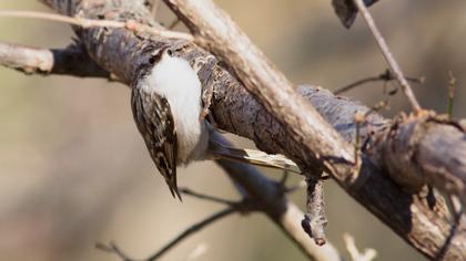 Orman tırmaşıkkuşu