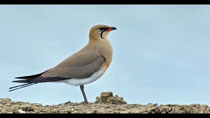 Bataklıkkırlangıcı