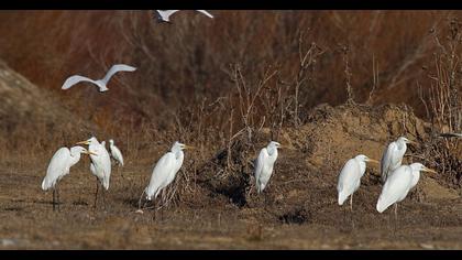 Büyük ak balıkçıl