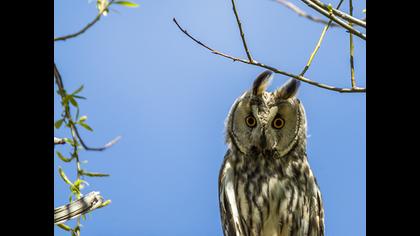 Kulaklı orman baykuşu
