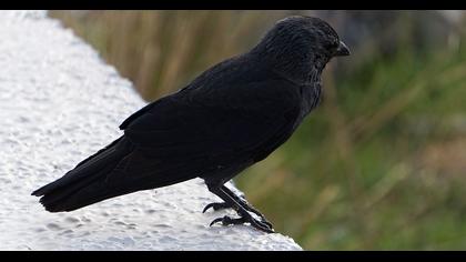Western Jackdaw
