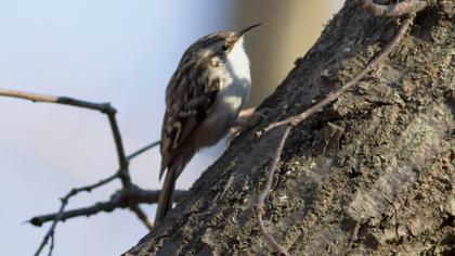 Orman tırmaşıkkuşu