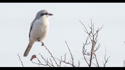 Büyük örümcekkuşu