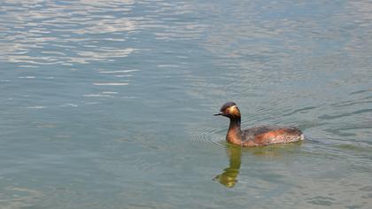 Karaboyunlu batağan