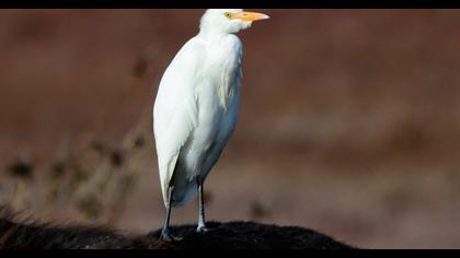 Sığır balıkçılı