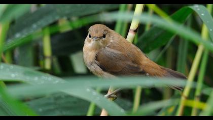 Bataklık kamışçını
