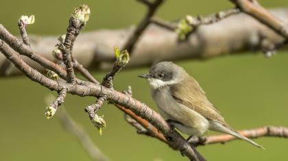 Küçük akgerdanlı ötleğen