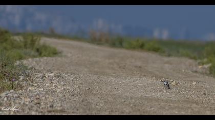 Alaca yalıçapkını