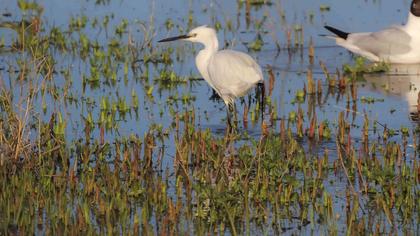 Küçük ak balıkçıl