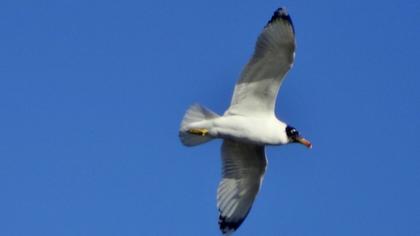 Büyük karabaş martı