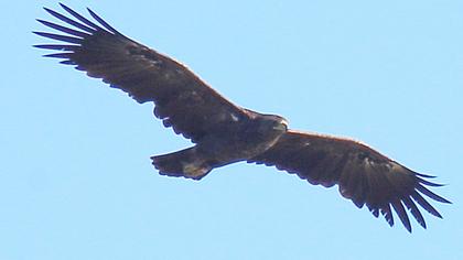 Büyük orman kartalı