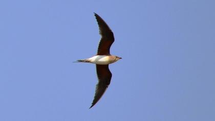 Bataklıkkırlangıcı