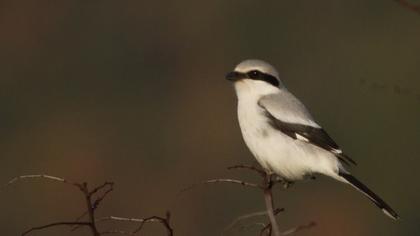 Büyük örümcekkuşu