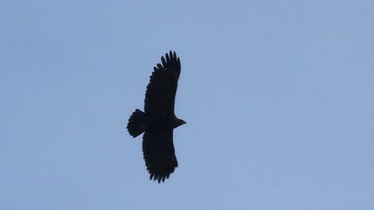 Büyük orman kartalı