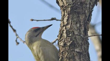 Küçük yeşil ağaçkakan