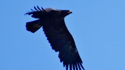 Büyük orman kartalı