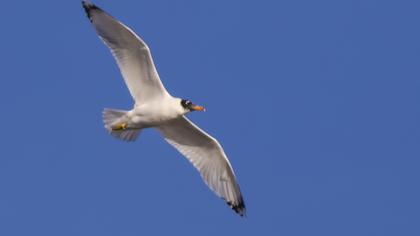 Büyük karabaş martı