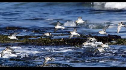 Karakarınlı kumkuşu