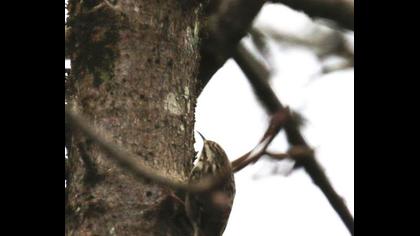 Orman tırmaşıkkuşu