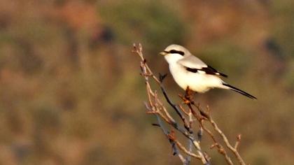 Büyük örümcekkuşu